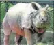  ??  ?? ■
A rhinoceros at Sanjay Gandhi Biological Park in Patna in September. HT ARCHIVE