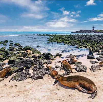  ?? FOTO: THINKSTOCK/ALBERTOLOY­O ?? Der Strand Punta Carola ist nicht nur bei Surfern beliebt, sondern auch bei Seelöwen.