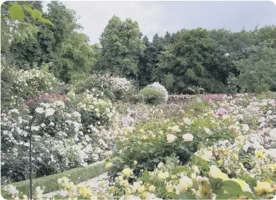  ?? ?? This is the ideal opportunit­y for would-be rose growers to get out and about, and meet the flowers you’ve seen in catalogues!