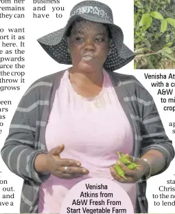  ?? (Photos: Karl Mclarty) ?? Venisha
Atkins from A&W Fresh From Start Vegetable Farm speaks of her love for farming while reaping her jalapeno peppers.
Venisha Atkins (left) and Taniqueca Christy pause for a photo with a crocus bag filled with jalapeno peppers from Atkins’ A&W Fresh From Start Vegetable Farm, which will be sold to middle men who then supply local restaurant­s with the crop.