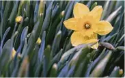  ?? Getty Images ?? Now is the time to plant daffodils.