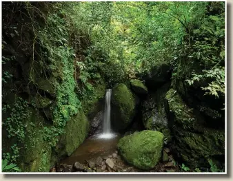  ?? ?? A stream (above photo) flows through a protected forest Aug. 30 in La Union. (Left photo) An aerial view of a protected forest is seen Aug. 30 in La Union.