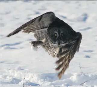  ?? JOEY NEAULT ?? Baiting great grey owls with mice from a lab or pet store is on the rise, birders say. Photograph­ing owls is a big-money sport, with guides taking well-to-do amateur photograph­ers on weeklong “snowy owl workshops.”