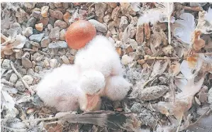  ?? FOTO: PETER JESKE ?? Blick ins Nest: Das Wanderfalk­en-Pärchen im Turm der Propsteiki­rche in Kempen hat Nachwuchs bekommen.