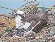  ?? Golden Gate Audubon Society ?? The mother of Whirley and Rivet, Rosie, is resting with her fledglings.