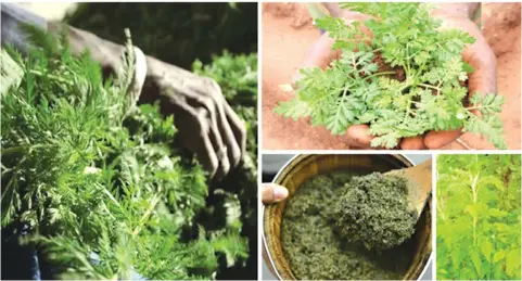  ??  ?? Madagascar has attracted global attention after announcing in April that it has a herbal remedy for the coronaviru­s