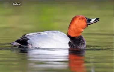  ??  ?? Pochard