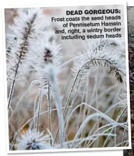  ??  ?? DEAD GORGEOUS: Frost coats the seed heads of Pennisetum Hameln and, right, a wintry border including sedum heads