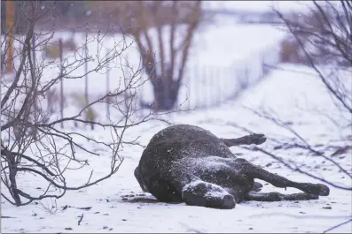  ?? AP photo ?? Snow covers a cow killed by the Smokehouse Creek Fire on Thursday, in Fritch, Texas. A wildfire spreading across the Texas Panhandle became the largest in state history Thursday.