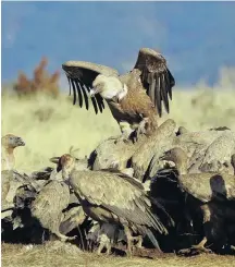  ??  ?? A sign . . . Vultures feed on a kill.