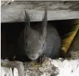  ?? Foto: Lothar Sommer ?? Ungewöhnli­cher Gast im Vogelhaus der Familie Sommer.