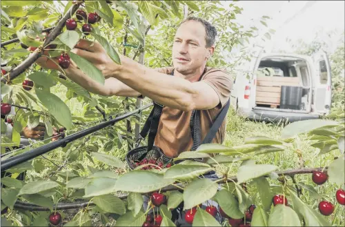  ?? PICTURE: GETTY IMAGES. ?? JUICY: A farmer plucks ripe cherries, which are set to be in abundance this summer thanks to younger trees bearing fruit.