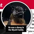  ??  ?? He was a sheep in the Wyatt Family.