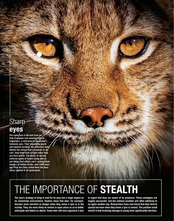 Reflective eyes for lynx