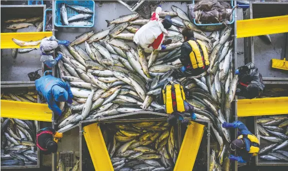  ??  ?? Fishermen unload salmon in September at a port in Utoro, Japan, on the Shiretoko Peninsula.
PHOTOS: SALWAN GEORGES/FOR THE WASHINGTON POST