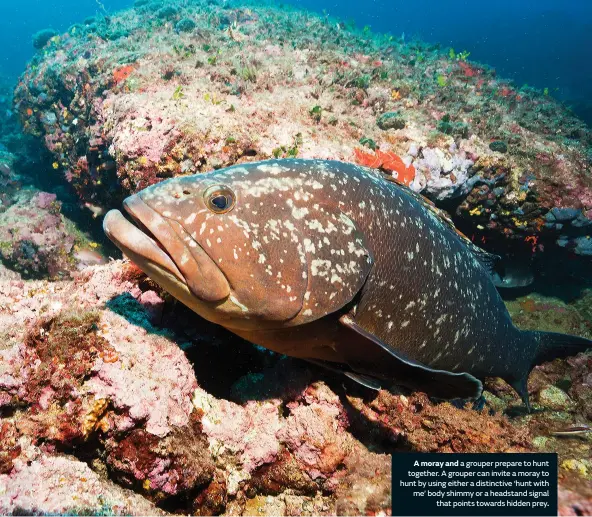  ??  ?? A moray and a grouper prepare to hunt together. A grouper can invite a moray to hunt by using either a distinctiv­e ‘hunt with me’ body shimmy or a headstand signal that points towards hidden prey.