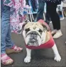  ??  ?? BRITISH BULLDOG: Symbol of courage, but the breed endures health problems and short lifespans.