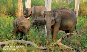  ??  ?? Elephant herd at Mudumalai Wildlife Sanctuary.