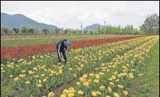  ?? HT FILE ?? The Tulip Garden, which was opened at the end of March this time, saw a record 3.5 lakh visitors .