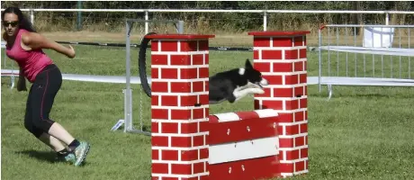  ??  ?? L’agility, une discipline particuliè­rement spectacula­ire du fait de la rapidité d’exécution du chien.