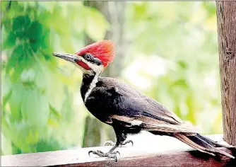  ?? Photo provided by Jennifer Steger ?? A pileated woodpecker sits in Jennifer Steger’s back yard.