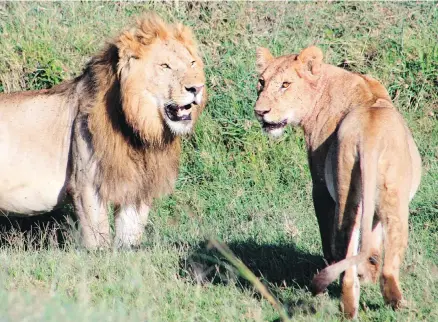  ??  ?? In Kenya’s Serengeti region, these lions were spotted during a safari designed to give tourists the opportunit­y to learn about animals and the landscape alongside locals who are training to be guides.