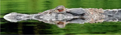  ??  ?? Black caiman live in the lake and creeks at Napo Wildlife Centre.