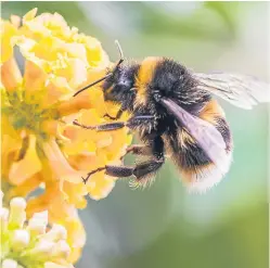  ?? Picture: Getty. ?? The European Commission has launched a public consultati­on into the decline of pollinator­s.