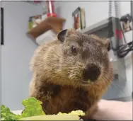  ?? SUBMITTED PHOTO ?? Scott the groundhog found his way to the care of Kimberly Russell after friends alerted her of his dire condition after becoming trapped in drying cement.