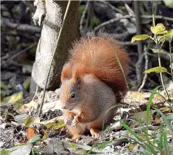  ??  ?? Die Forscher suchen die schönsten Eichhörnch­enfotos