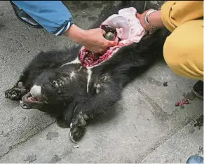  ?? — CHRIS SHEPHERD/Traffic Southeast Asia ?? A bear cub has been killed to extract its gall bladder containing bile.