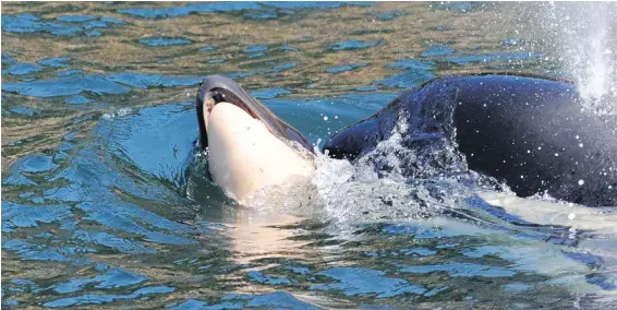  ??  ?? Southern resident orca J35 pushing her dead calf about 24 hours after it was born.