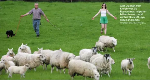  ??  ?? Aine Duignan from Knockvicar, Co Roscommon, helps her father James round up their flock of Lleyn sheep and lambs.