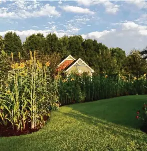  ??  ?? Sorghum grows in a residentia­l border, helping to create a screen, in this North Carolina garden.