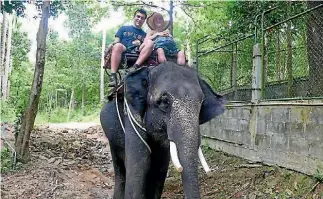  ??  ?? We rode an elephant in 2012, oblivious to the torture that goes on to make it possible.