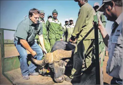  ??  ?? Weighty matter: A Tanzanian buffalo, one of a pair that was auctioned off to Jaco Troskie of Rustenburg for a cool R20-million in April 2012, is offloaded at his farm. Photo: Lucky Maibi/foto24/gallo Images