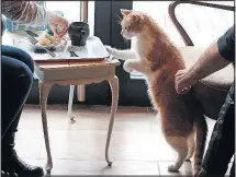  ?? [CZAREK SOKOLOWSKI/ THE ASSOCIATED PRESS PHOTOS] ?? People have tea and coffee in the company of cats at a new Miau Cafe in Warsaw, Poland, on Saturday. The owners believe that drinking with the cats helps create a calm atmosphere for its customers. They have another cat cafe in the city of Krakow.