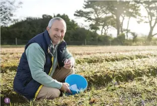  ??  ?? 11 Brian Eyers at work in his field of saffron 2 Glistening with early morning dew, the crocus flowers have yet to open and fully reveal the treasured stigma inside 3 Freshly harvested crocuses need to have their stigmas plucked as quickly and carefully as possible 4 Tweezers and a steady hand are required to get the stigma out of the flower 5 Once picked, the saffron must be left to dry then stored out of direct sunlight