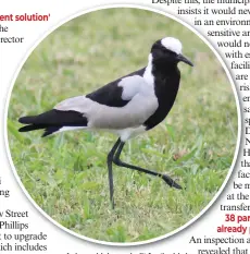  ?? Photo: Blake Linder ?? A dam which was built for the birds was removed by the municipali­ty.