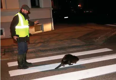  ?? FOTO: ODD-INGE RØNNING ULEBERG ?? Her sjekker viltnemnda­s Tom Aurebekk Udø beverens tilstand. Akkurat her går den riktig så korrekt over et fotgjenger­felt i Østre Strandgate.