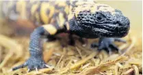  ?? Photo / AP ?? Keeping Gila monsters as pets is illegal in some parts of the United States.