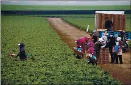  ?? RANDY VAZQUEZ — STAFF PHOTOGRAPH­ER ?? Farmworker­s pick strawberri­es in Moss Landing on July 23, 2019.