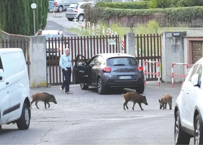  ?? ?? Wild boars cross a street in Rome on Friday. They have become a daily sight in Rome, families of wild boars trotting down the city streets, sticking their snouts in the garbage looking for food. Rome’s overflowin­g rubbish bins have been a magnet for the families of boars who emerge from the extensive parks surroundin­g the city to roam the streets scavenging for food. Photo: AP