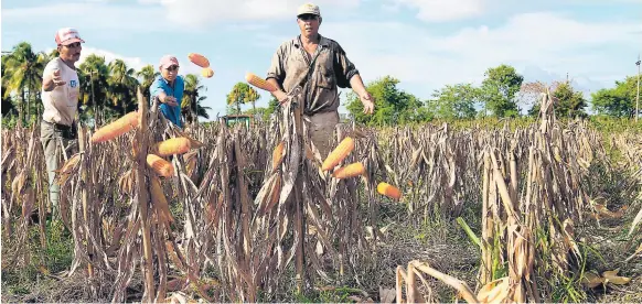  ??  ?? DETALLES. Los precios establecid­os tendrán vigencia de septiembre de 2017 a agosto de 2018. En la imagen productore­s de maíz amarillo de la zona norte.