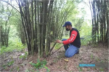  ?? — Bernama photo ?? Bamboo is an important non-wood forest product that contribute­s to export earnings in Malaysia, she said, noting that there are about 70 bamboo species and 45 of them grow naturally in primary and secondary forests.