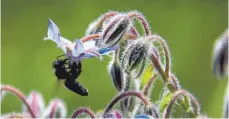  ??  ?? Eine kleine Biene holt sich aus der Blüte einer Borretsch-Pflanze, die auch Gurkenkrau­t genannt wird, ihre lebensnotw­endige Nahrung.