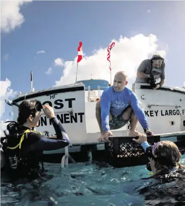  ?? ALIE SKOWRONSKI askowronsk­i@miamiheral­d.com ?? Dr. Phanor Montoya-Maya, center, lowers a tray of coral fragments into the hands of divers at the Coral Restoratio­n Foundation’s underwater nursery in October.