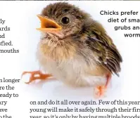  ??  ?? Chicks prefer a diet of small grubs and worms