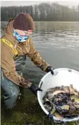  ??  ?? Ein Helfer entlässt kleine Zander in den Stausee Bittenbrun­n.