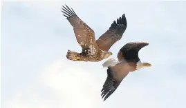  ?? JOSHUA MCKERROW/BALTIMORE SUN MEDIA GROUP ?? A pair of bald eagles, one a juvenile, fly together over the frozen South River.